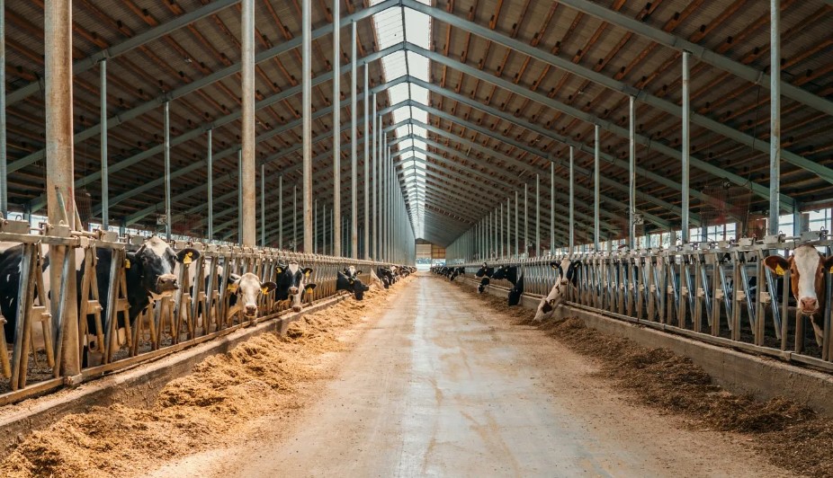 Custom Made Dairy Sheds, cows in shed at milking time.