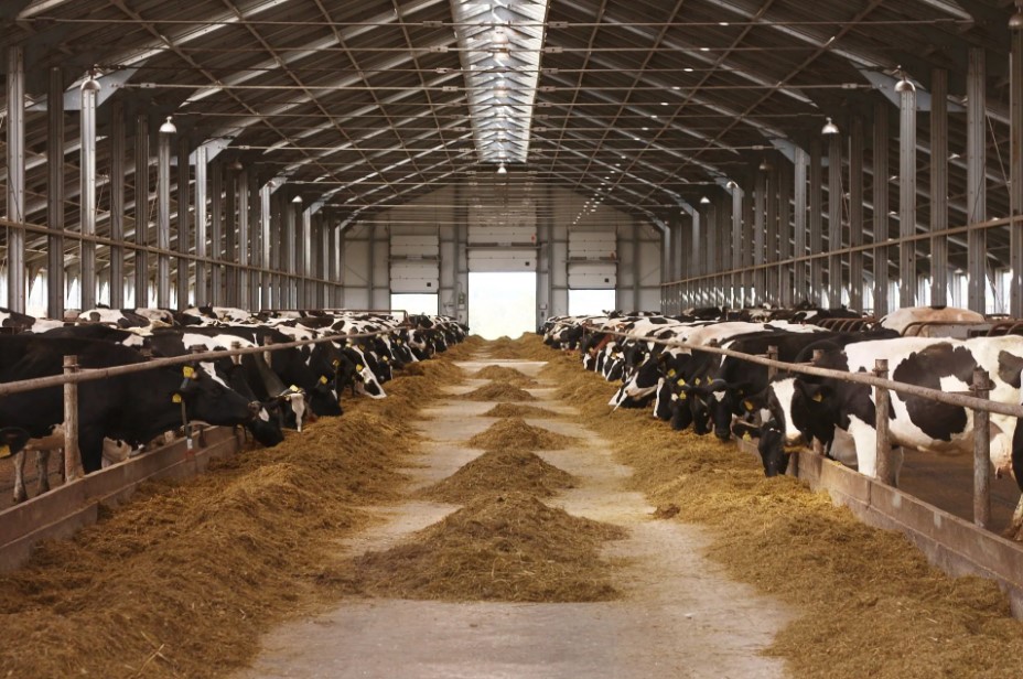 Custom made dairy sheds at milking time.