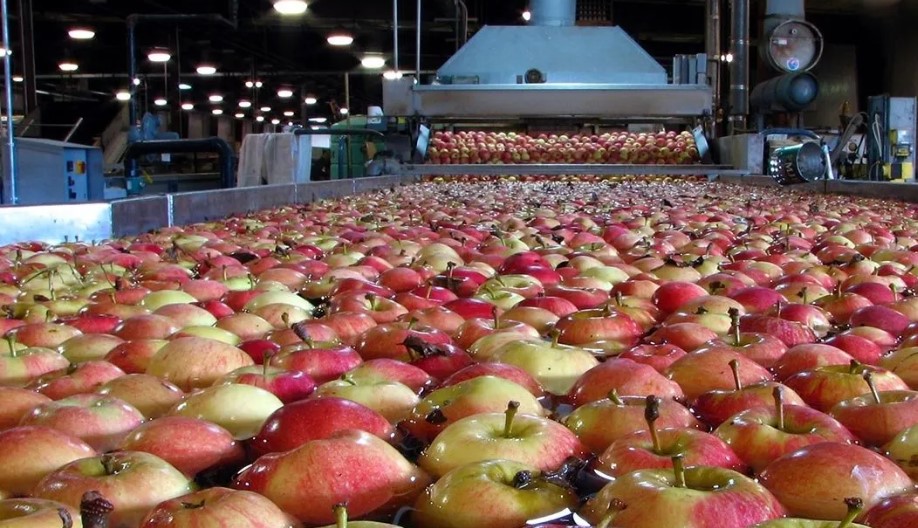 Custom made packing shed showing apples being packed.