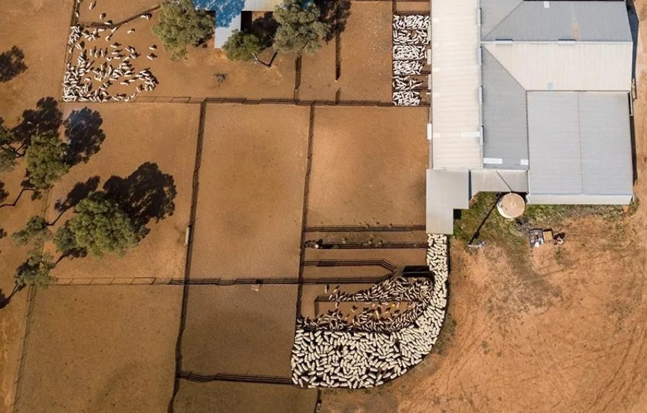 Custom Made Shearing Sheds Australia, sheep about to enter a sheering shed.