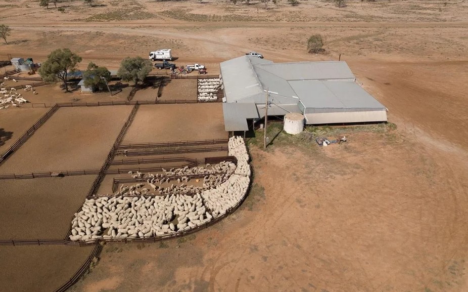 Custom Made Shearing Sheds Australia, sheep being rounded up outside a shearing shed.