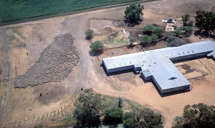 Custom Made Shearing Sheds Australia, a bird's eye photo of a sheering shed.